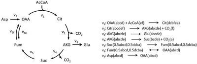 EMUlator: An Elementary Metabolite Unit (EMU) Based Isotope Simulator Enabled by Adjacency Matrix